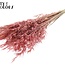 Avoine Sauvage Séchée | Couleur : Rose Givré | Avoine Sauvage Fleurs Séchées | Longueur ± 70 centimètres | Poids 100 grammes | Par bouquet