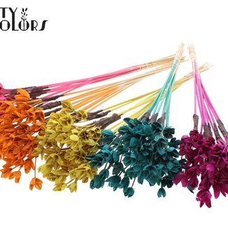 QC Bakuli sur tige | Couleur : Couleurs mélangées | Capsule de hêtre Pique-fleurs | Longueur ± 50 centimètres | 50 piques-fleurs par bouquet
