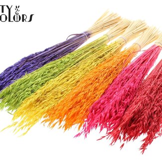 QC Avoine Séchée | Couleur : Couleurs Intenses Mélangées | Fleurs séchées d'avoine | Longueur ± 60 centimètres | Poids 200 grammes | Par 6 bouquets