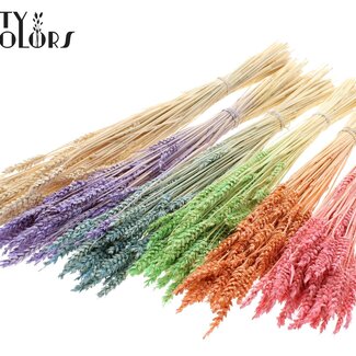 QC Getrockneter Weizen | Farbe: Frosted Intens Gemischte Farben | Triticum Trockenblumen | Länge ± 60 Zentimeter | Gewicht 100 Gramm | Pro 6 Bündel