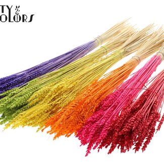 QC Gedroogde Tarwe | Kleur: Intens Gemengde Kleuren | Triticum Droogbloemen | Lengte ± 60 centimeter | Gewicht 100 gram | Per 6 bossen
