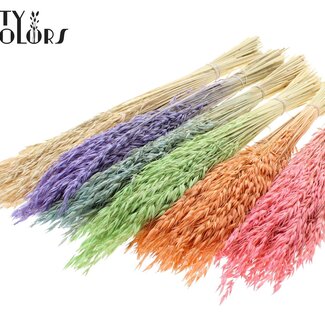 QC Gedroogde Haver | Kleur: Frosted Intens Gemengde Kleuren | Avena droogbloemen | Lengte ± 60 centimeter | Gewicht 200 gram | Per 6 bossen