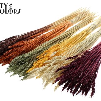 QC Dried Wheat | Pumpkin Mix | Colour: Mixed Colours | Triticum Dried Flowers | Length ± 60 centimetres | Weight 100 grams | Per 6 bunches