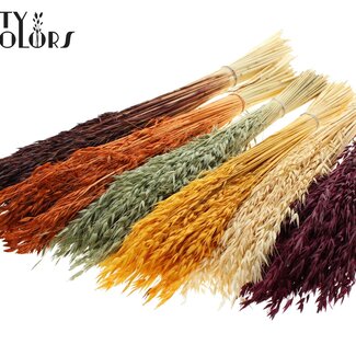 QC Dried Oats | Pumpkin Mix | Colour: Mixed Colours | Avena dried flowers | Length ± 60 centimetres | Weight 200 grams | Per 6 bunches