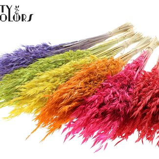 QC Getrockneter Wilder Hafer | Farbe: Gemischte Farben | Wilde Avena Trockenblumen | Länge ± 70 Zentimeter | Gewicht 100 Gramm | Pro 6 Bündel