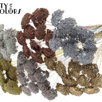 QC Small Achillea on stem | Colour: Metallic Mixed Colours | Length including stick ± 60 centimetres | 150 stems per bunch