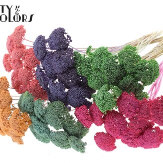 QC Kleine Achillea op steel | Kleur: Frosted Gemengde Kleuren | Lengte bijsteker ± 60 centimeter | 150 stelen per bos