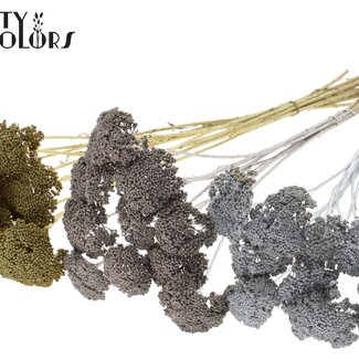 QC Small Achillea on stem | Wedding Mix | Colour: Mixed Colours | Length including stick ± 60 centimetres | 150 stems per bunch