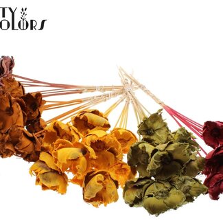 QC Dried Palm Cup on stem | Pumpkin Mix | Colour: Mixed Colours | Length ± 50 centimetres | Per 50 stems