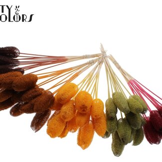 QC Mini Loofah Sponge on Stick “Pumpkin Mix” | Colour: Mixed Colours | Loofah Plant Stake | Length ± 50 centimetres | 50 stakes per bunch