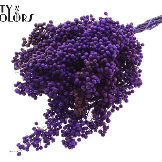 QC Gedroogde Peperbessen Bijstekers | Kleur: Paars | Schinus Droogdecoratie | Gewicht ± 170 gram | Per 5 bossen