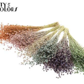 QC Gedroogd Lino Vlas | Kleur: Frosted Gemengde Kleuren | Linum Droogbloemen | Lengte ± 50 centimeter | Gewicht 150 gram | Per 5 bossen
