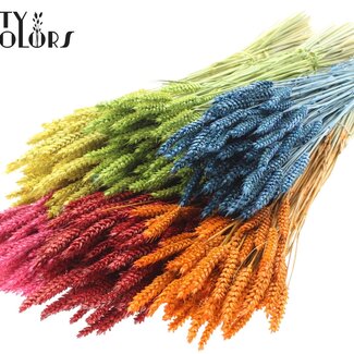 QC Getrockneter Weizen | Farbe: Gemischte Farben | Triticum Trockenblumen | Länge ± 60 Zentimeter | Gewicht 220 Gramm | Pro 6 Bündel