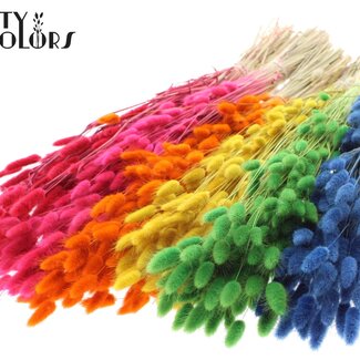 QC Queue de lièvre séchée Premium | Couleur : Couleurs mélangées | Fleurs séchées Lagurus Ovatus | Longueur ± 70 centimètres | Poids 100 grammes | Par 6 bouquets