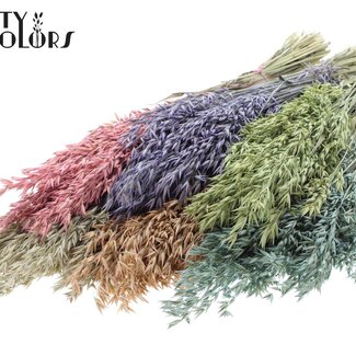 QC Gedroogde Haver | Kleur: Frosted Gemengde Kleuren | Avena droogbloemen | Lengte ± 60 centimeter | Gewicht 250 gram | Per 6 bossen