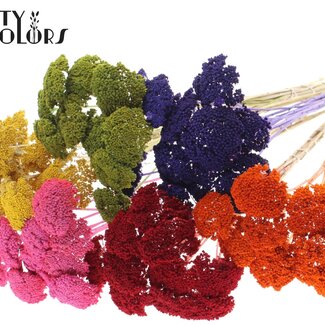 QC Kleine Achillea auf Stiel | Farbe: Gemischte Farben | Länge mit Stiel ca. 60 Zentimeter | 150 Stiele pro Bund