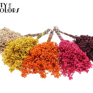 QC Dried Pepper Berries Picks | Autumn Mix | Colour: Mixed Colours | Schinus Dried Decoration | Weight ± 170 grams | Per 5 bunches