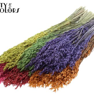 QC Gedroogde Haver | Kleur: Gemengde Kleuren | Avena droogbloemen | Lengte ± 60 centimeter | Gewicht 250 gram | Per 6 bossen