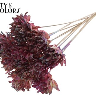 QC Shola Kieferblüten Blume auf Stiel | Farbe: Rosa Farbverlauf | Shola Slice Pine Stecker | Durchmesser Blume 6 Zentimeter | Länge ± 50 Zentimeter | 10 Stecker pro Bund