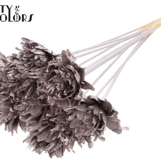 QC Shola Pine Flower on Stem | Colour: Champagne | Shola Slice Pine Pick | Flower diameter 6 centimetres | Length ± 50 centimetres | 10 picks per bunch