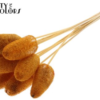 QC Mini Luffa Schwamm auf Stiel | Farbe: Aprikosenfarben | Luffa Einstecker | Länge ± 50 Zentimeter | 10 Einstecker pro Bund