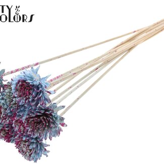 QC Shola Houten Zinnia sur tige | Couleur : Moucheté Bleu Clair Cerise | Shola Zinnia Pique-fleur | Diamètre de la fleur 6 centimètres | Longueur du pique-fleur ± 50 centimètres | 10 piques-fleurs par bouquet