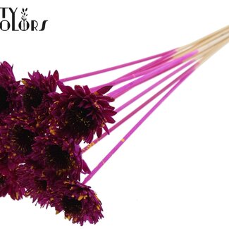 QC Shola Houten Madelief Zonnebloem op stok | Kleur: Gespetterd Lilakleurig Geel | Shola Daisy Sunflower Bijsteker | Diameter bloem 6 centimeter | Lengte bijsteker ± 50 centimeter | 10 bijstekers per bos