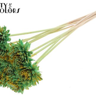 QC Shola Houten Zinnia sur tige | Couleur : Menthe verte jaune éclaboussée | Shola Zinia Pique-fleur | Diamètre de la fleur 6 centimètres | Longueur de la pique-fleur ± 50 centimètres | 10 piques-fleurs par bouquet