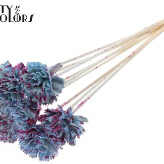 QC Shola Houten Karnish Fleur sur tige | Couleur : Éclaboussé Bleu Clair Cerise | Fleur Shola Karnish Piquet | Diamètre de la fleur 6 centimètres | Longueur du piquet ± 50 centimètres | 10 piquets par bouquet