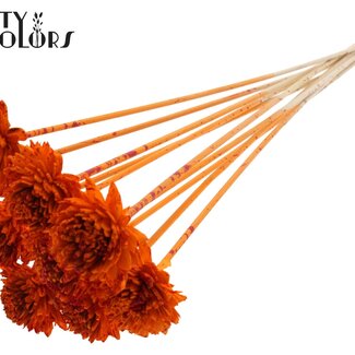 QC Shola Holz Zinnia auf Stiel | Farbe: Mehrfarbig Gesprenkelt Orange Rot | Shola Zinnia Steckstab | Blütendurchmesser 6 Zentimeter | Steckstablänge ± 50 Zentimeter | 10 Steckstäbe pro Bund