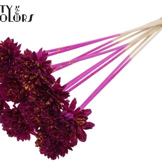 QC Shola Holz Zinnia auf Stiel | Farbe: Gesprenkelt Lila Gelb | Shola Zinnia Stecker | Blütendurchmesser 6 Zentimeter | Stecker Länge ± 50 Zentimeter | 10 Stecker pro Bund