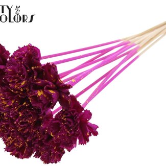 QC Shola Houten Karnish Fleur sur tige | Couleur : Tacheté Lilas Jaune | Fleur Shola Karnish Pique-fleur | Diamètre de la fleur 6 centimètres | Longueur du pique-fleur ± 50 centimètres | 10 piques-fleurs par bouquet