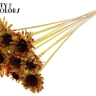 QC Shola Holz Margerite Sonnenblume auf Stiel | Farbe: Gesprenkelt Gelb Rot | Shola Daisy Sonnenblume Steckstab | Blütendurchmesser 6 Zentimeter | Stiellänge ± 50 Zentimeter | 10 Steckstäbe pro Bund