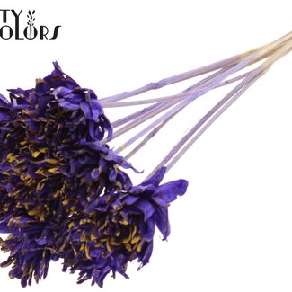 QC Shola Dennenhouten Flower on Stick | Colour: Speckled Purple Yellow | Shola Slice Pine Stick | Flower diameter 6 centimetres | Length ± 50 centimetres | 10 sticks per bunch