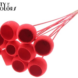 QC Bellgums séchés | Couleur : Rouge Intense | Bell Cup Pique-fleurs | Longueur ± 50 centimètres | 10 piques-fleurs par bouquet