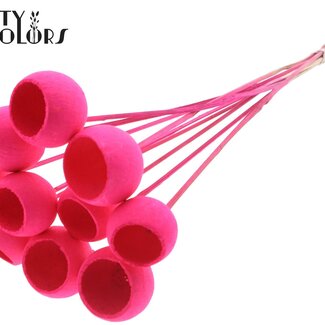 QC Bellgums séchés | Couleur : Cerise intense | Bell Cup Piquet | Longueur ± 50 centimètres | 10 piquets par bouquet