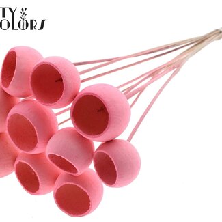 QC Gedroogde Bellgums | Kleur: Intens Lichtroze | Bell Cup Bijsteker | Lengte ± 50 centimeter | 10 bijstekers per bos