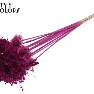 QC Mini Button Flower Bouquet on Stick | Colour: Lilac | Mini Button Stick-in | Length ± 50 centimetres | 10 stems per bunch