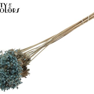 QC Mini Knoopsbloemen Boeketje op stok | Kleur: Lichtblauw | Mini Button Bijsteker | Lengte ± 50 centimeter | 10 takken per bos