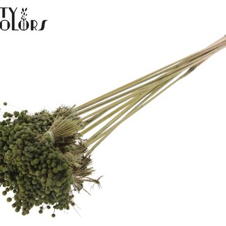 QC Mini Button Flowers Bouquet on Stick | Colour: Olive Green | Mini Button Insert | Length ± 50 centimetres | 10 stems per bunch