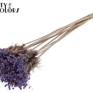 QC Mini Button Flowers Bouquet on Stick | Colour: Milka Purple | Mini Button Insert | Length ± 50 centimetres | 10 stems per bunch