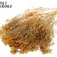 Gedroogde Broom Bloom | Kleur: Abrikooskleurig | Brem Droogbloemen | Lengte ± 50 centimeter | Gewicht 100 gram | Per bos