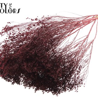 QC Dried Broom Bloom | Colour: Bordeaux Red | Broom Dried Flowers | Length ± 50 centimetres | Weight 100 grams | Per bunch
