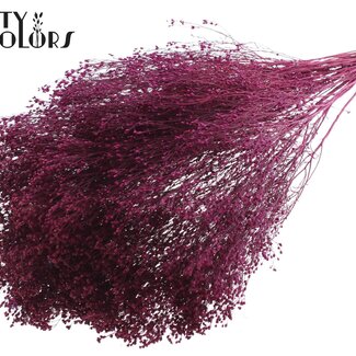 QC Getrocknete Broom Bloom | Farbe: Fliederfarben | Besenginster Trockenblumen | Länge ± 50 Zentimeter | Gewicht 100 Gramm | Pro Bund