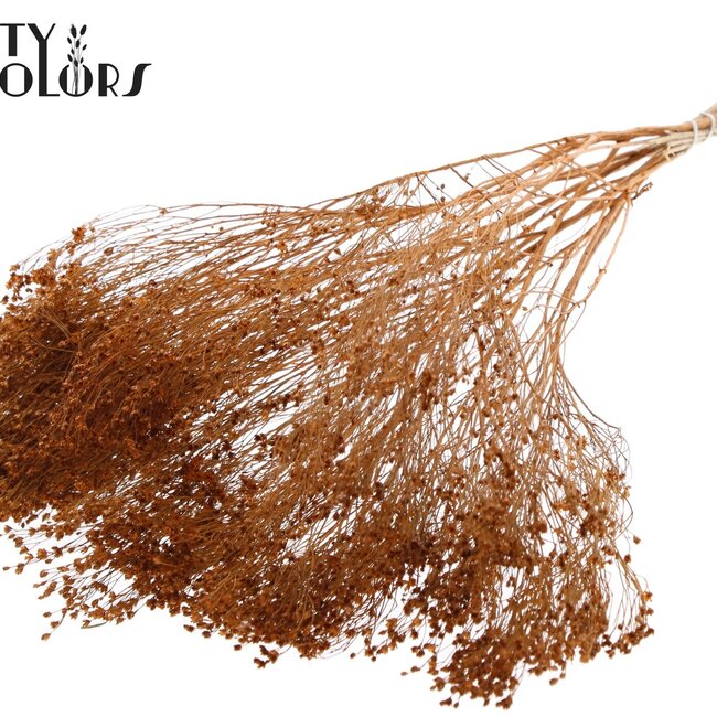 Broom Bloom séché | Couleur : Terracotta | Fleurs séchées de genêt | Longueur ± 50 centimètres | Poids 100 grammes | Par bouquet