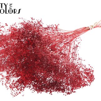 QC Gedroogde Broom Bloom | Kleur: Rood | Brem Droogbloemen | Lengte ± 50 centimeter | Gewicht 100 gram | Per bos