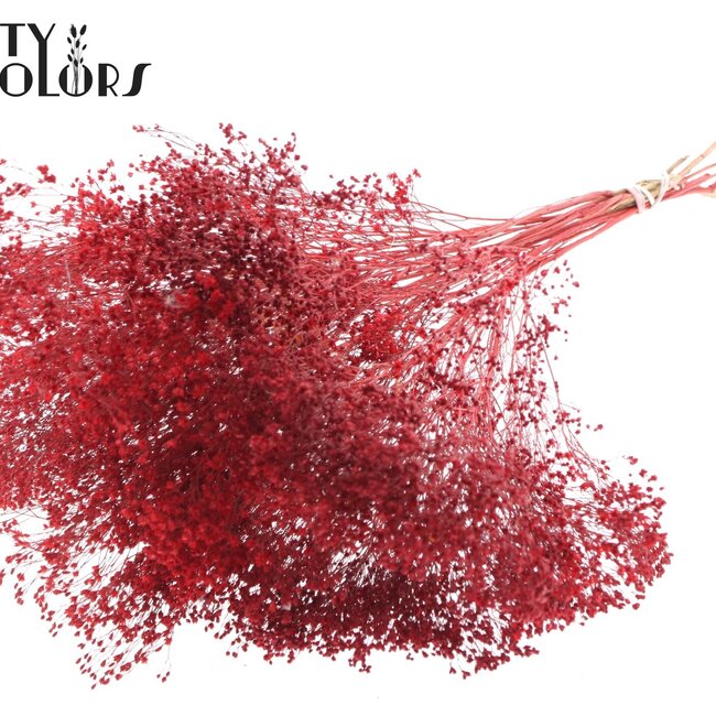 Getrocknete Broom Bloom | Farbe: Rot | Ginster Trockenblumen | Länge ± 50 Zentimeter | Gewicht 100 Gramm | Pro Bund