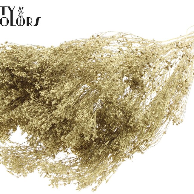 Dried Broom Bloom | Colour: Gold | Broom Dried Flowers | Length ± 50 centimetres | Weight 100 grams | Per bunch