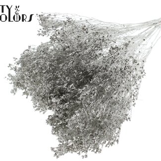 QC Broom Bloom séché | Couleur : Platine | Fleurs séchées de genêt | Longueur ± 50 centimètres | Poids 100 grammes | Par bouquet