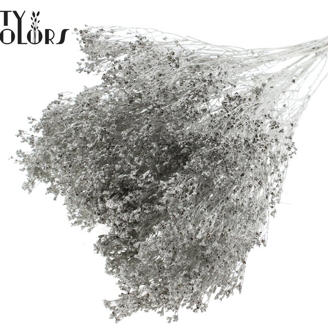 Dried Broom Bloom | Colour: Platinum | Broom Dried Flowers | Length ± 50 centimetres | Weight 100 grams | Per bunch